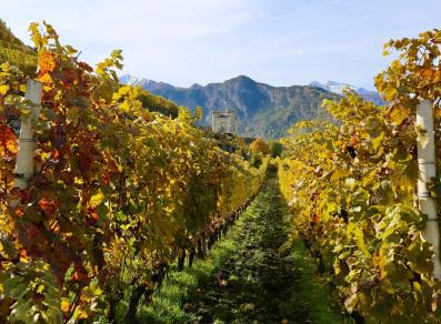 Vigneti di Aymavilles