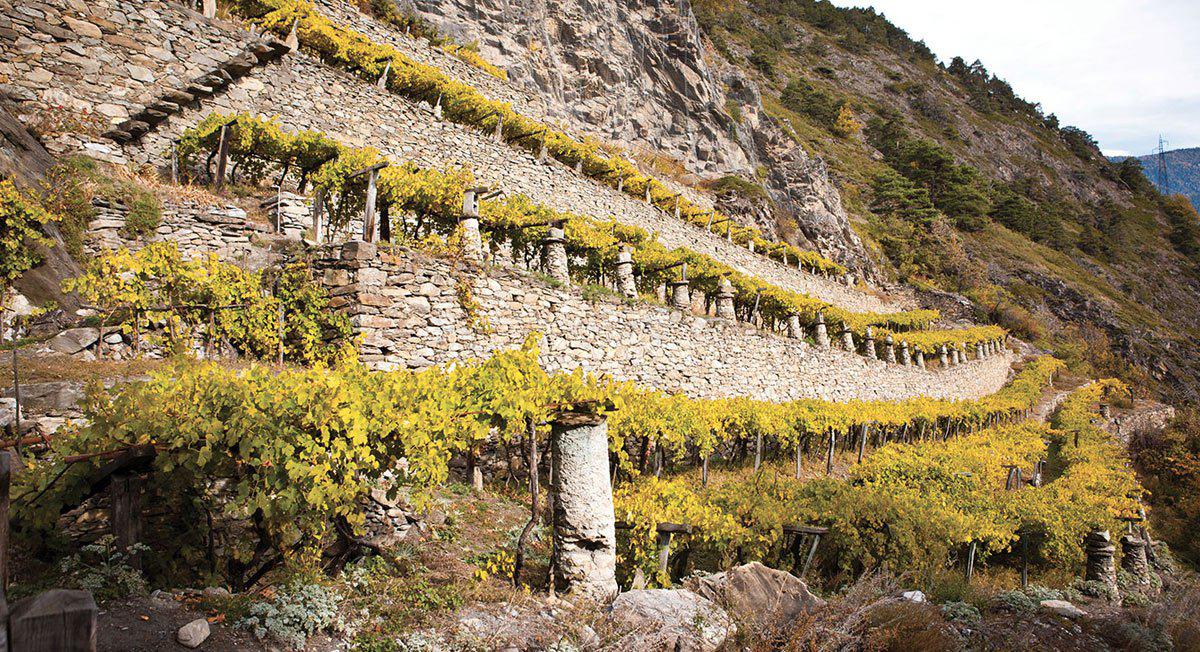 Vigneti