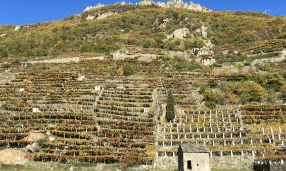 Terrazzamenti di Aymavilles